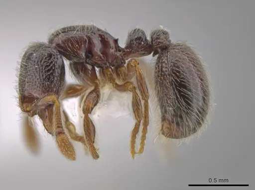 Adelomyrmex hirsutus specimen CASENT0634316 image casent0634316_5