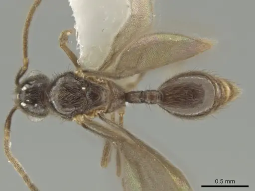 Adelomyrmex laevigatus specimen BIOUG01262-D12 image bioug01262-d12_1