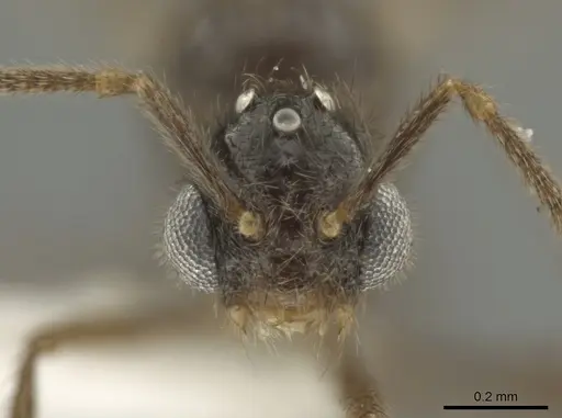 Adelomyrmex laevigatus specimen BIOUG01262-D12 image bioug01262-d12_2