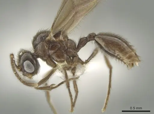Adelomyrmex laevigatus specimen BIOUG01262-D12 image bioug01262-d12_3