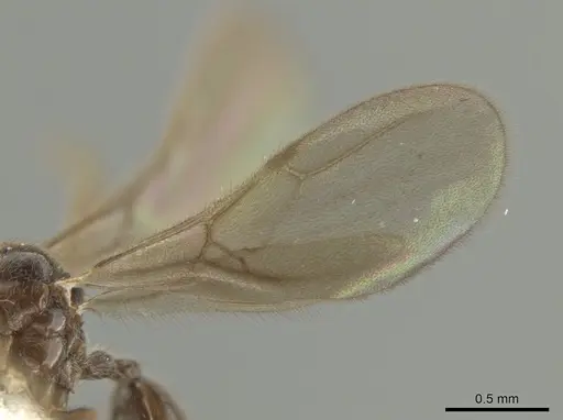 Adelomyrmex laevigatus specimen BIOUG01262-D12 image bioug01262-d12_4