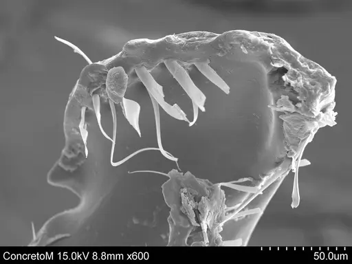 Adelomyrmex laevigatus specimen CASENT0631981 image casent0631981_1