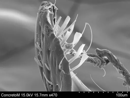 Adelomyrmex laevigatus specimen CASENT0631981 image casent0631981_2