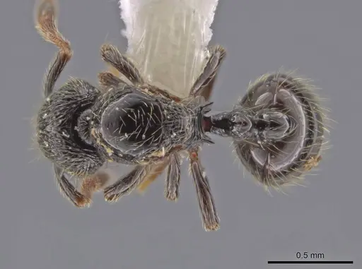 Adelomyrmex laevigatus specimen CASENT0637333 image casent0637333_1