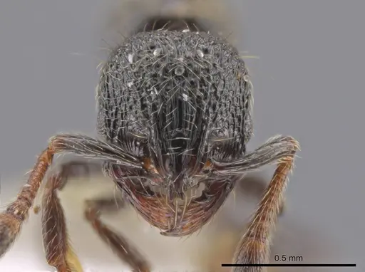 Adelomyrmex laevigatus specimen CASENT0637333 image casent0637333_2
