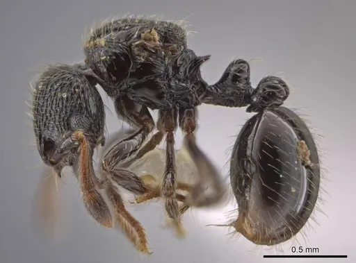 Adelomyrmex laevigatus specimen CASENT0637333 image casent0637333_3