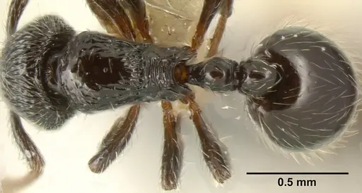 Adelomyrmex laevigatus specimen INBIOCRI001279868 image inbiocri001279868_1