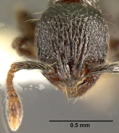Adelomyrmex laevigatus specimen INBIOCRI001279868 image inbiocri001279868_2