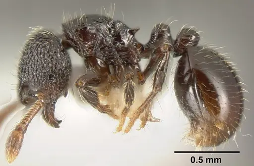 Adelomyrmex laevigatus specimen INBIOCRI001279868 image inbiocri001279868_3