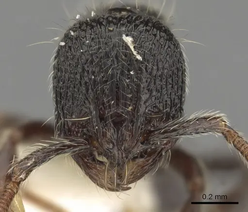 Adelomyrmex laevigatus specimen INBIOCRI001279890 image inbiocri001279890_1