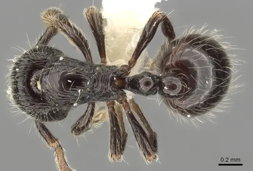 Adelomyrmex laevigatus specimen INBIOCRI001279890 image inbiocri001279890_2