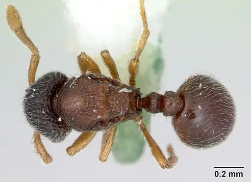 Adelomyrmex longinoi specimen CASENT0173239 image casent0173239_1
