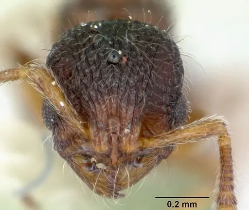 Adelomyrmex longinoi specimen CASENT0173239 image casent0173239_2