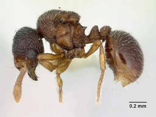 Adelomyrmex longinoi specimen CASENT0173239 image casent0173239_3