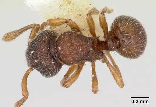 Adelomyrmex longinoi specimen CASENT0173240 image casent0173240_1