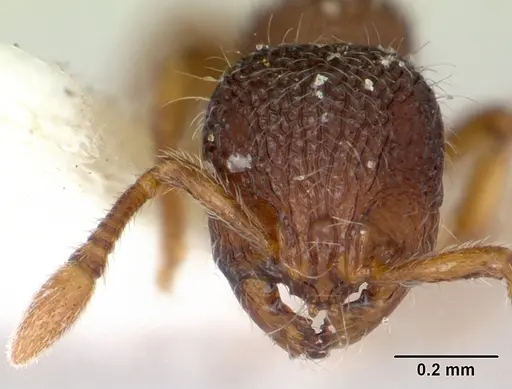 Adelomyrmex longinoi specimen CASENT0173240 image casent0173240_2