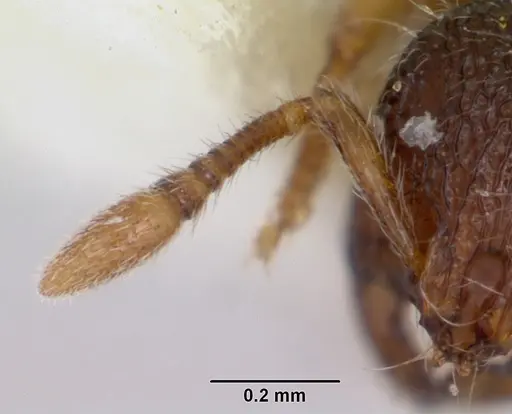Adelomyrmex longinoi specimen CASENT0173240 image casent0173240_3