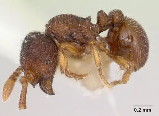 Adelomyrmex longinoi specimen CASENT0173240 image casent0173240_4