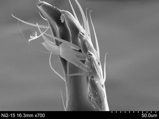 Adelomyrmex longinoi specimen CASENT0631965 image casent0631965_1