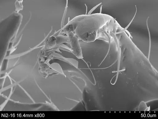 Adelomyrmex longinoi specimen CASENT0631965 image casent0631965_2