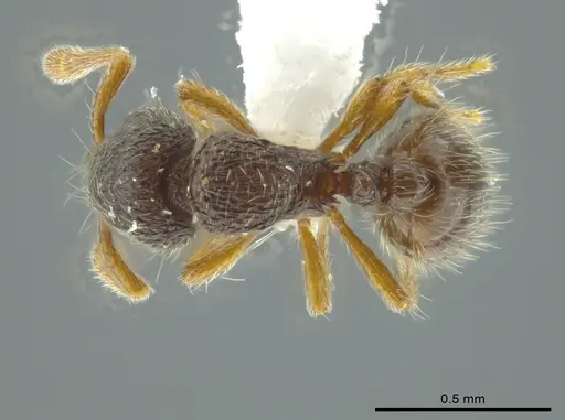 Adelomyrmex longinoi specimen INB0003699892 image inb0003699892_1