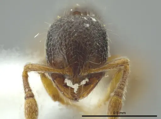 Adelomyrmex longinoi specimen INB0003699892 image inb0003699892_2