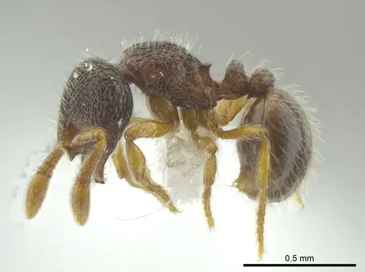 Adelomyrmex longinoi specimen INB0003699892 image inb0003699892_3
