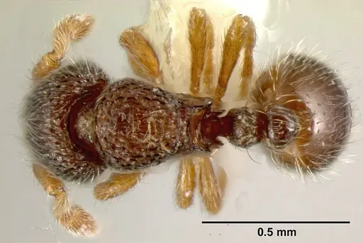 Adelomyrmex longinoi specimen INBIOCRI001279879 image inbiocri001279879_1