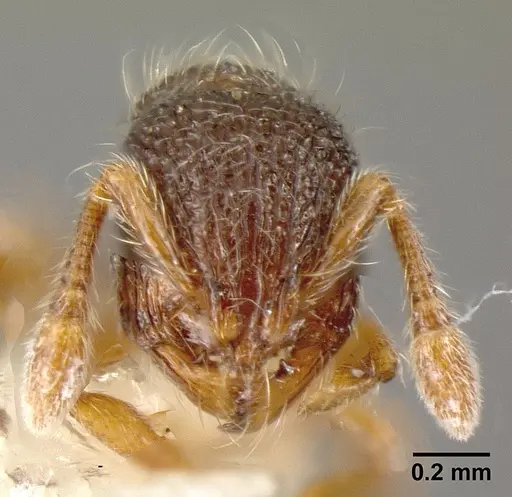 Adelomyrmex longinoi specimen INBIOCRI001279879 image inbiocri001279879_2