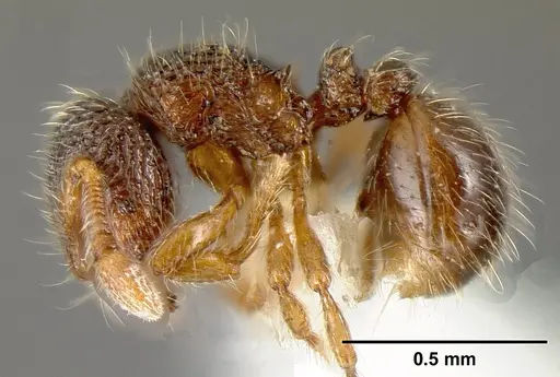 Adelomyrmex longinoi specimen INBIOCRI001279879 image inbiocri001279879_3
