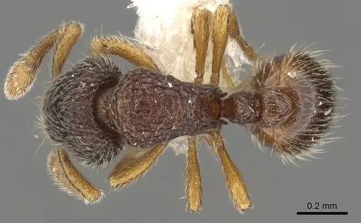 Adelomyrmex longinoi specimen INBIOCRI001281612 image inbiocri001281612_1