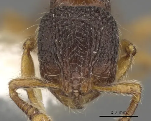 Adelomyrmex longinoi specimen INBIOCRI001281612 image inbiocri001281612_2