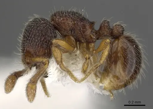 Adelomyrmex longinoi specimen INBIOCRI001281612 image inbiocri001281612_3