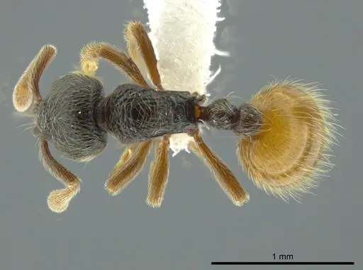 Adelomyrmex mackayi specimen CASENT0611137 image casent0611137_1