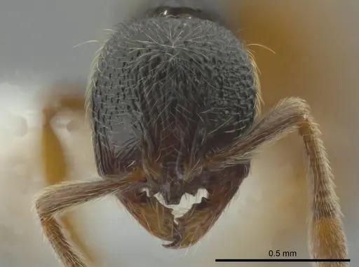 Adelomyrmex mackayi specimen CASENT0611137 image casent0611137_2