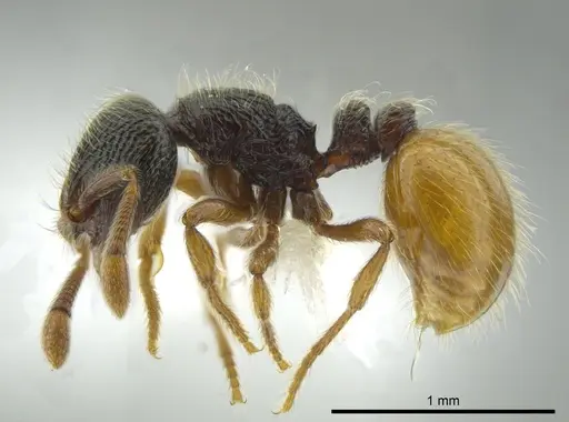 Adelomyrmex mackayi specimen CASENT0611137 image casent0611137_3