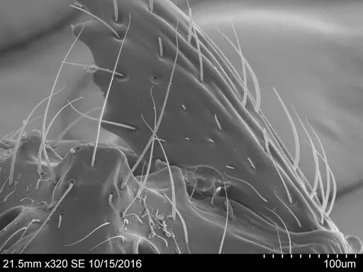 Adelomyrmex mackayi specimen CASENT0631967 image casent0631967_1