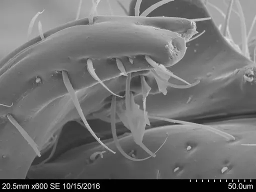 Adelomyrmex mackayi specimen CASENT0631967 image casent0631967_2
