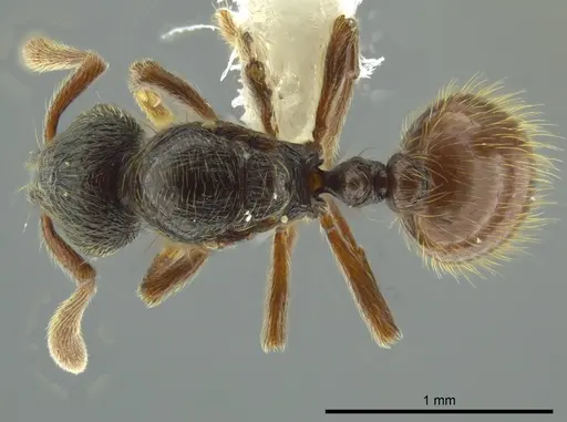 Adelomyrmex mackayi specimen JTLC000014317 image jtlc000014317_1