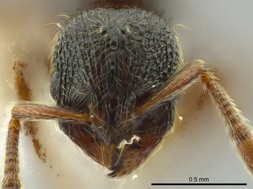 Adelomyrmex mackayi specimen JTLC000014317 image jtlc000014317_2