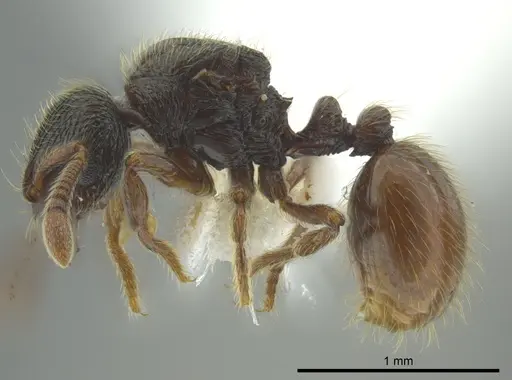 Adelomyrmex mackayi specimen JTLC000014317 image jtlc000014317_3