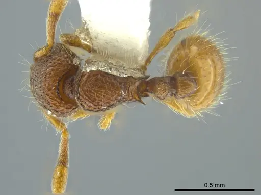 Adelomyrmex marginodus specimen CASENT0627826 image casent0627826_1