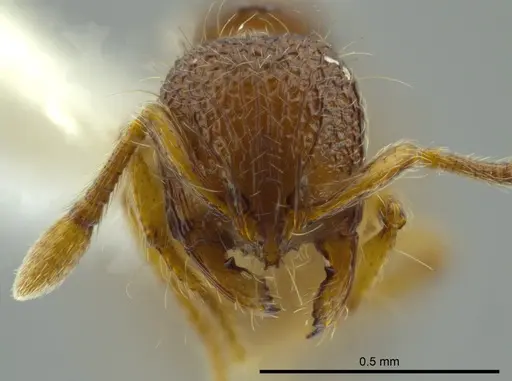 Adelomyrmex marginodus specimen CASENT0627826 image casent0627826_2
