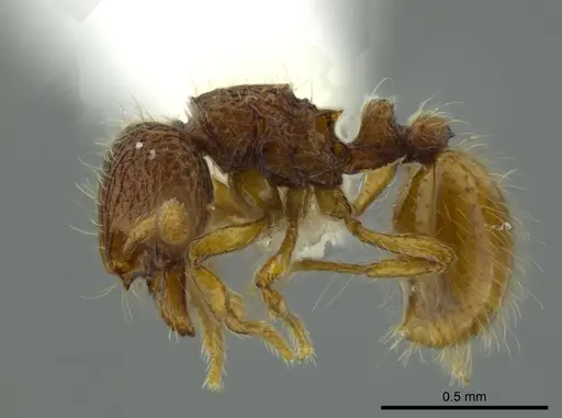 Adelomyrmex marginodus specimen CASENT0627826 image casent0627826_3