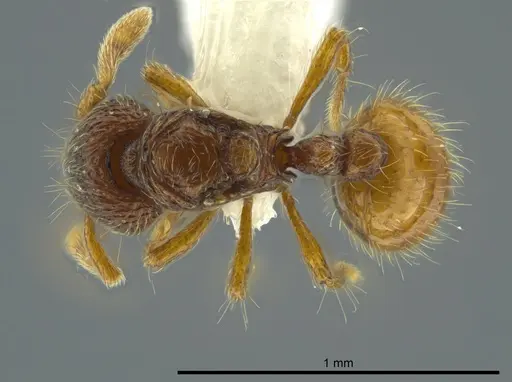 Adelomyrmex marginodus specimen CASENT0628696 image casent0628696_1