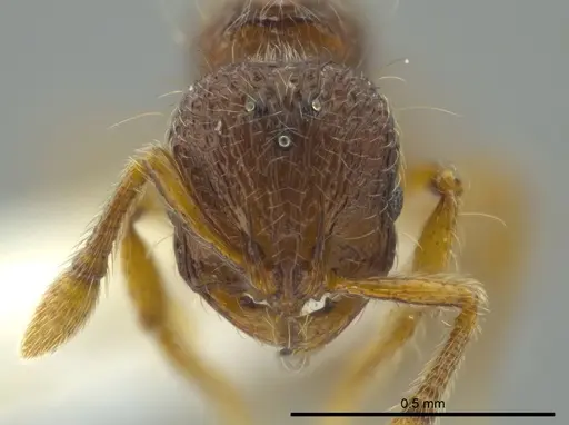 Adelomyrmex marginodus specimen CASENT0628696 image casent0628696_2