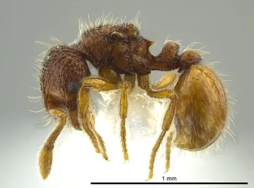 Adelomyrmex marginodus specimen CASENT0628696 image casent0628696_3