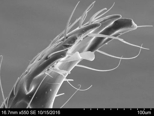Adelomyrmex marginodus specimen CASENT0631963 image casent0631963_2