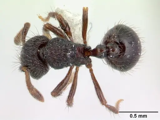 Adelomyrmex metzabok specimen CASENT0603002 image casent0603002_1