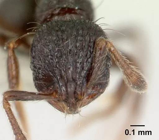Adelomyrmex metzabok specimen CASENT0603002 image casent0603002_2